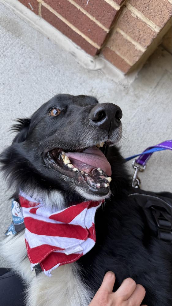 Enlarge Lucky, a Adoptable mixed breed in Silver Spring, MD image 5/6