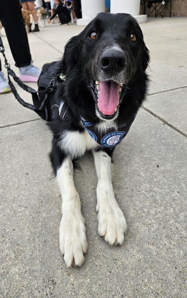 Enlarge Lucky, a Adoptable mixed breed in Silver Spring, MD image 2/6