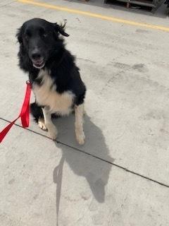 Lucky, Adoptable, Adult Male Border Collie.