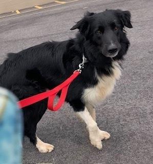 Lucky, a Adoptable Border Collie in Silver Spring, MD image 2/2