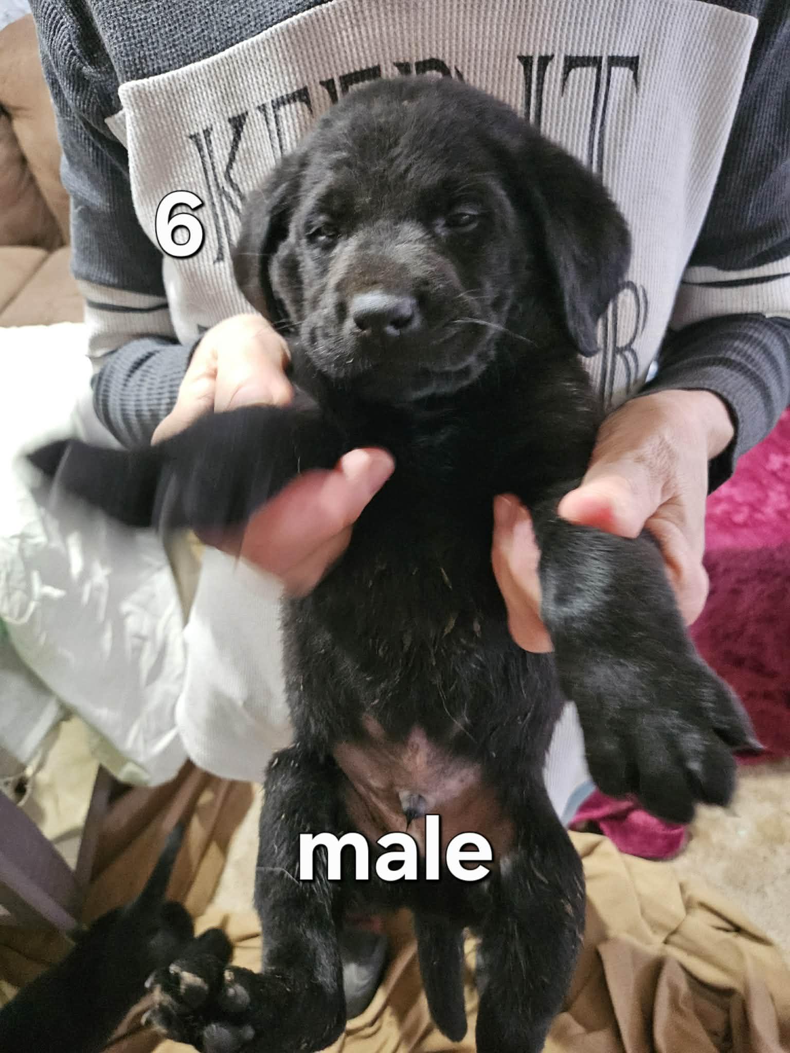 Blackie, adopted, Puppy Male Labrador Retriever.