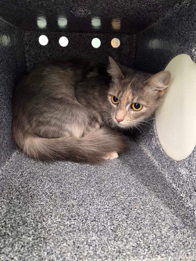 Opal, Adoptable, Young Female Domestic Long Hair.