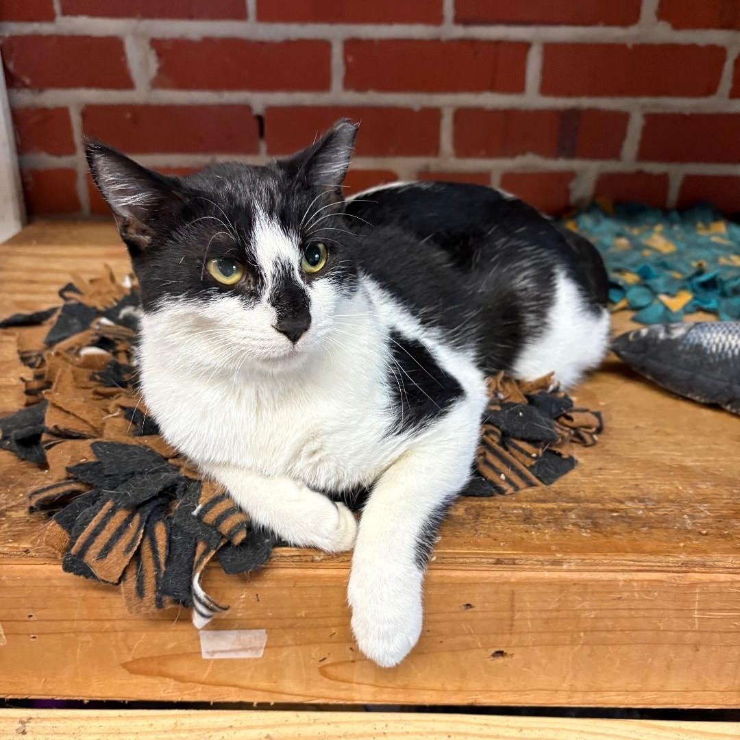 Enlarge Snoopy, a Adoptable Domestic Short Hair in Columbia, SC image 4/6