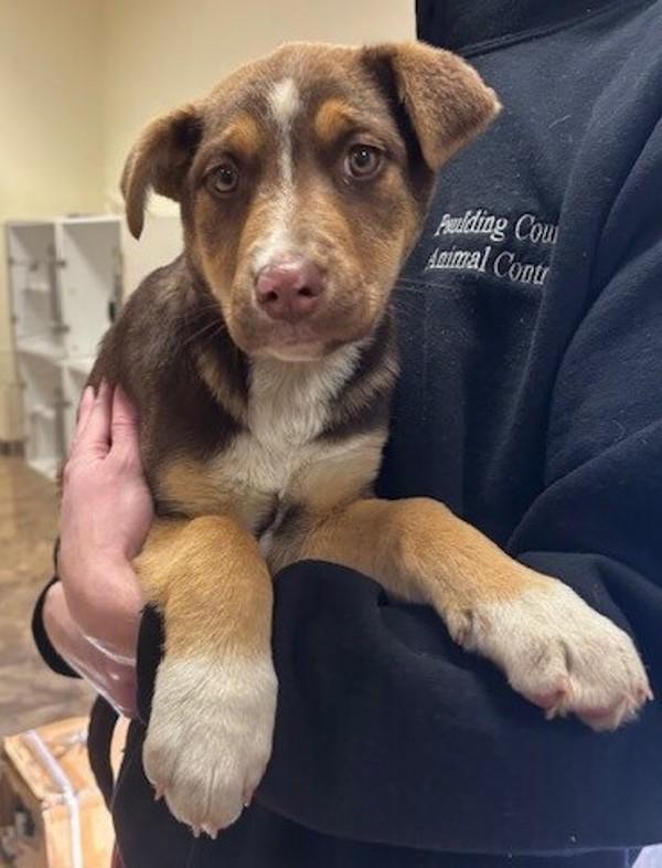 26-01-0110c Florence, Adoptable, Adult Female Shepherd.