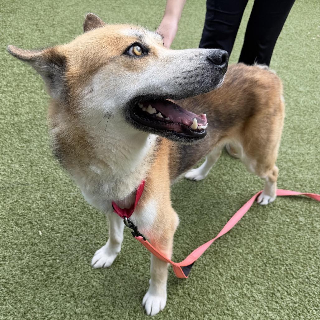 Spartacus, a Adoptable Husky in Charlottesville, VA image 1/6