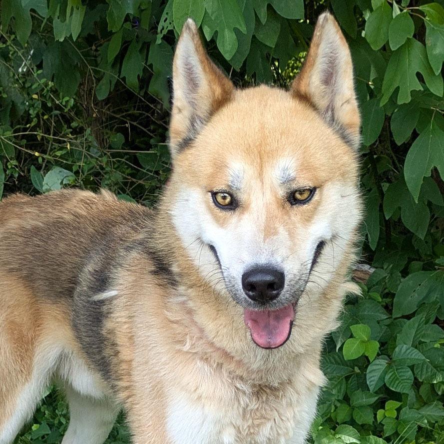 Spartacus, a Adoptable Husky in Charlottesville, VA image 2/6