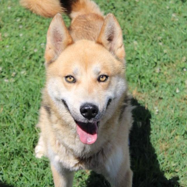 Spartacus, a Adoptable Husky in Charlottesville, VA image 3/6
