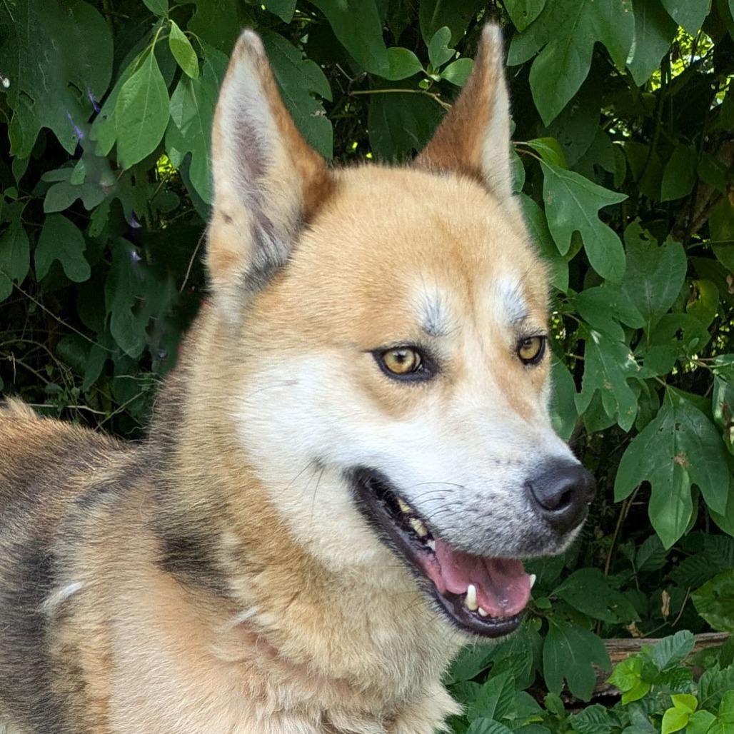 Spartacus, a Adoptable Husky in Charlottesville, VA image 4/6