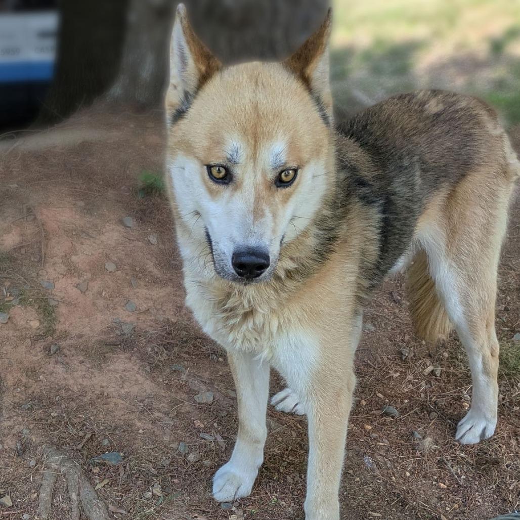 Spartacus, a Adoptable Husky in Charlottesville, VA image 5/6