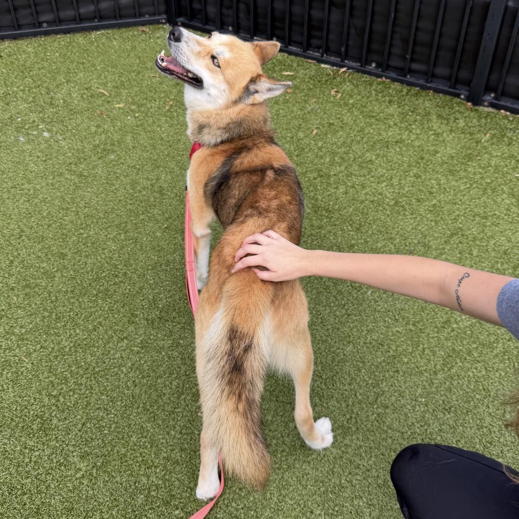 Spartacus, a Adoptable Husky in Charlottesville, VA image 6/6