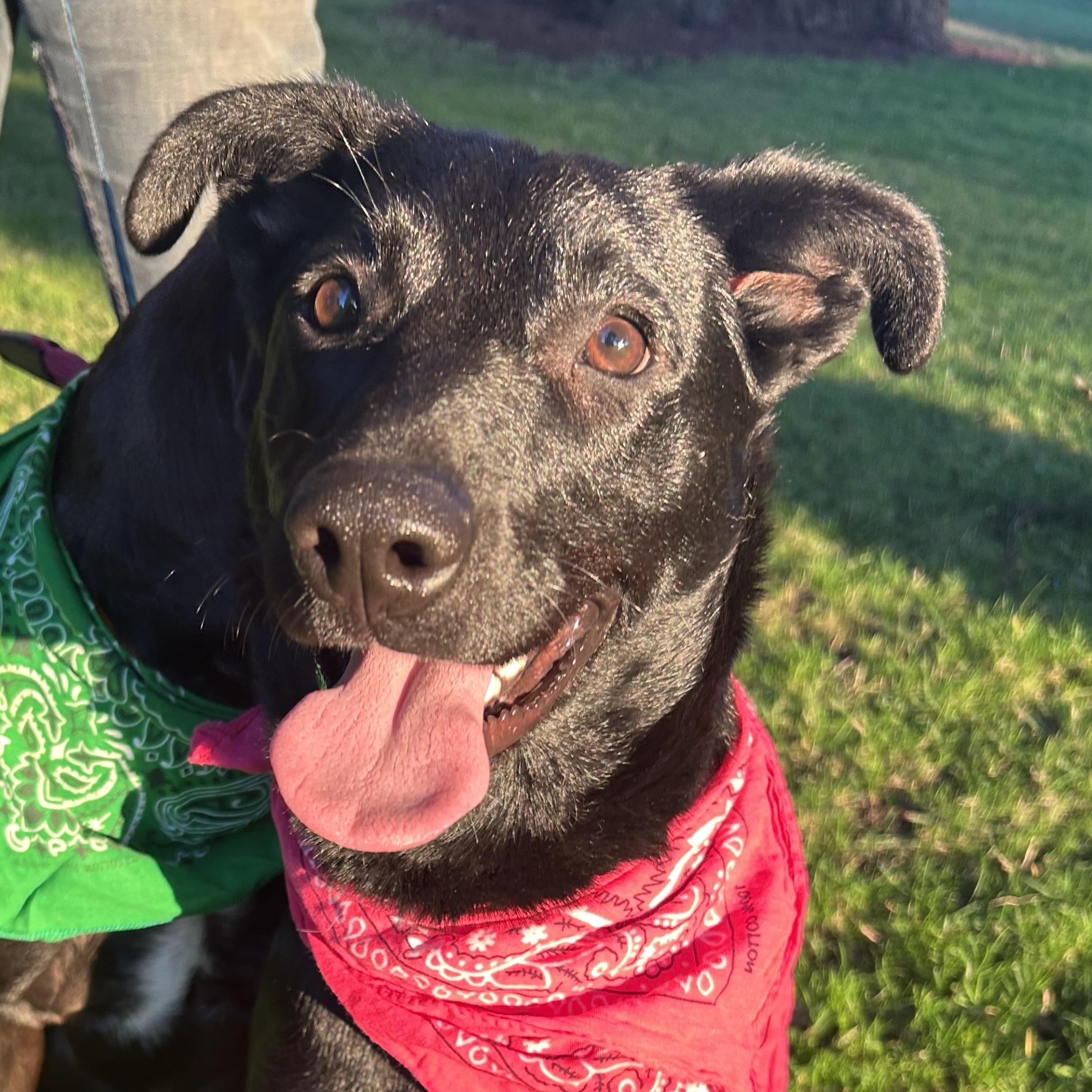 Mya, Adoptable, Young Female Australian Shepherd.