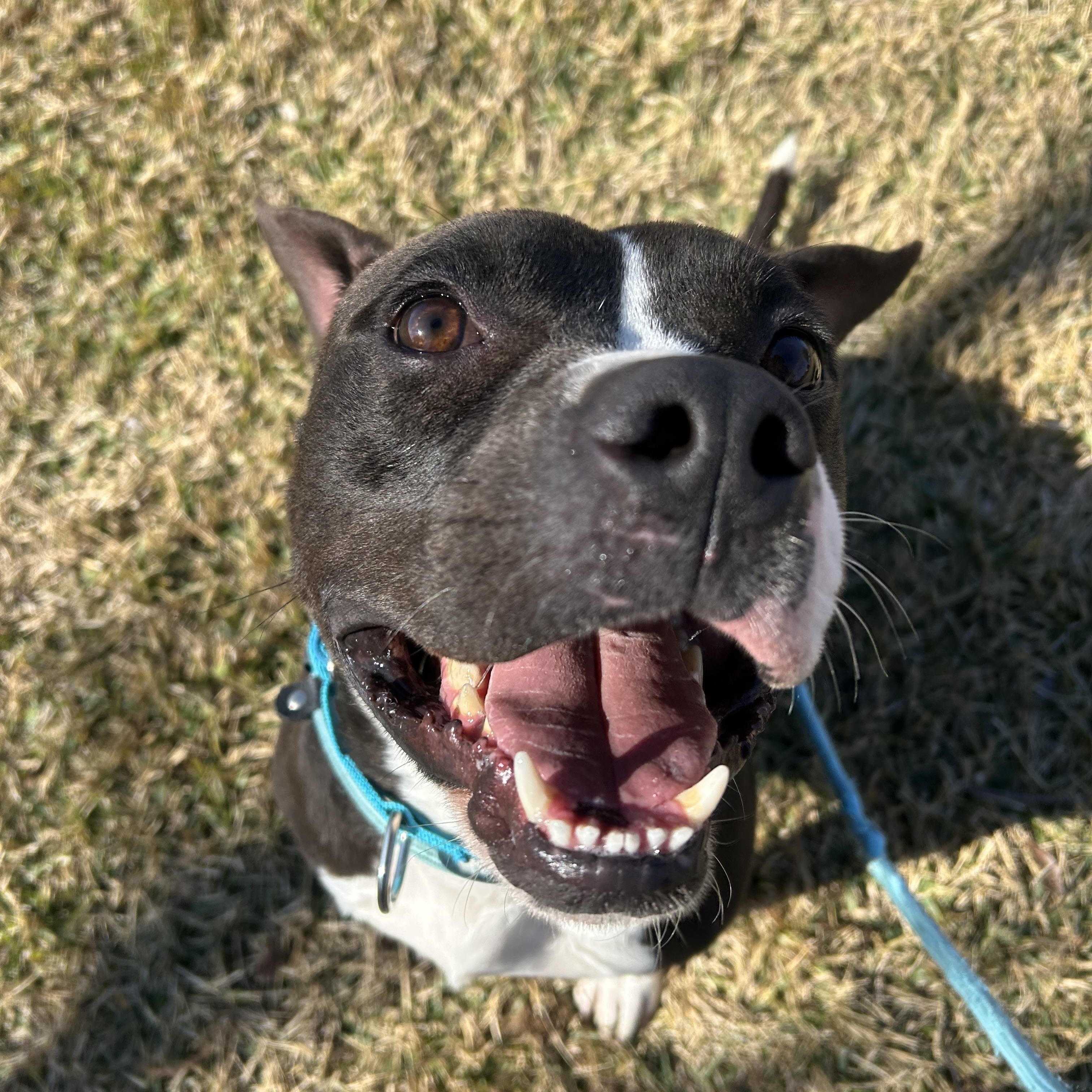 Jerry, Adoptable, Young Male American Bully.