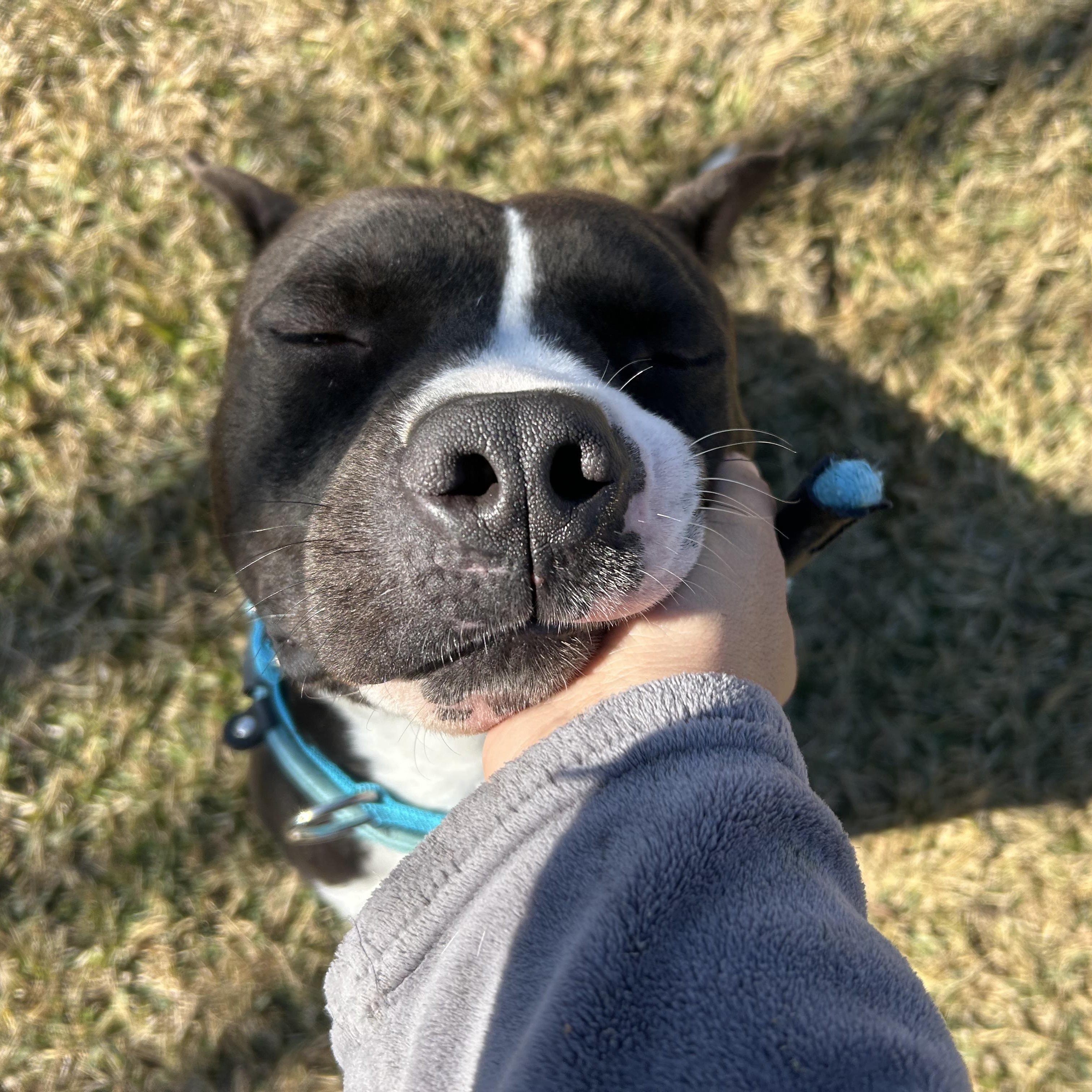 Enlarge Jerry, a Adoptable mixed breed in Albany, NY image 2/5