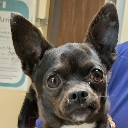 Enlarge Frito, a Adoptable mixed breed in Pleasanton, CA image 1/1