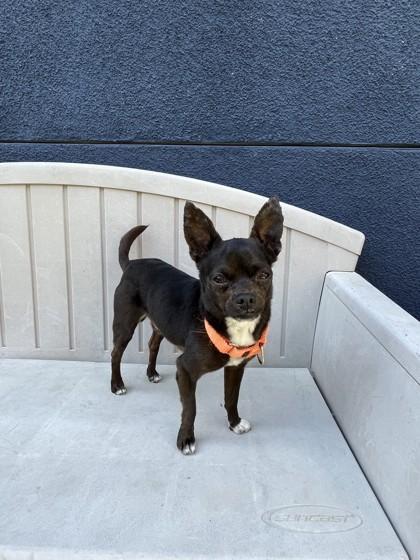 Frito, Adoptable, Young Male Mixed Breed & Mixed Breed.