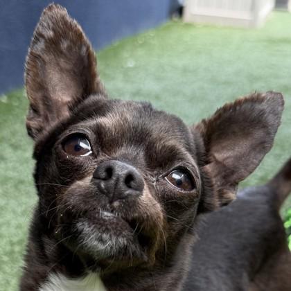 Enlarge Frito, a Adoptable mixed breed in Pleasanton, CA image 1/3