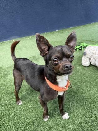 Enlarge Frito, a Adoptable mixed breed in Pleasanton, CA image 2/3