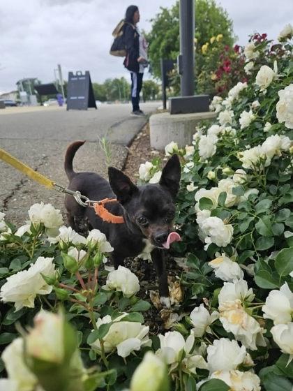 Enlarge Frito, a Adoptable mixed breed in Pleasanton, CA image 3/3