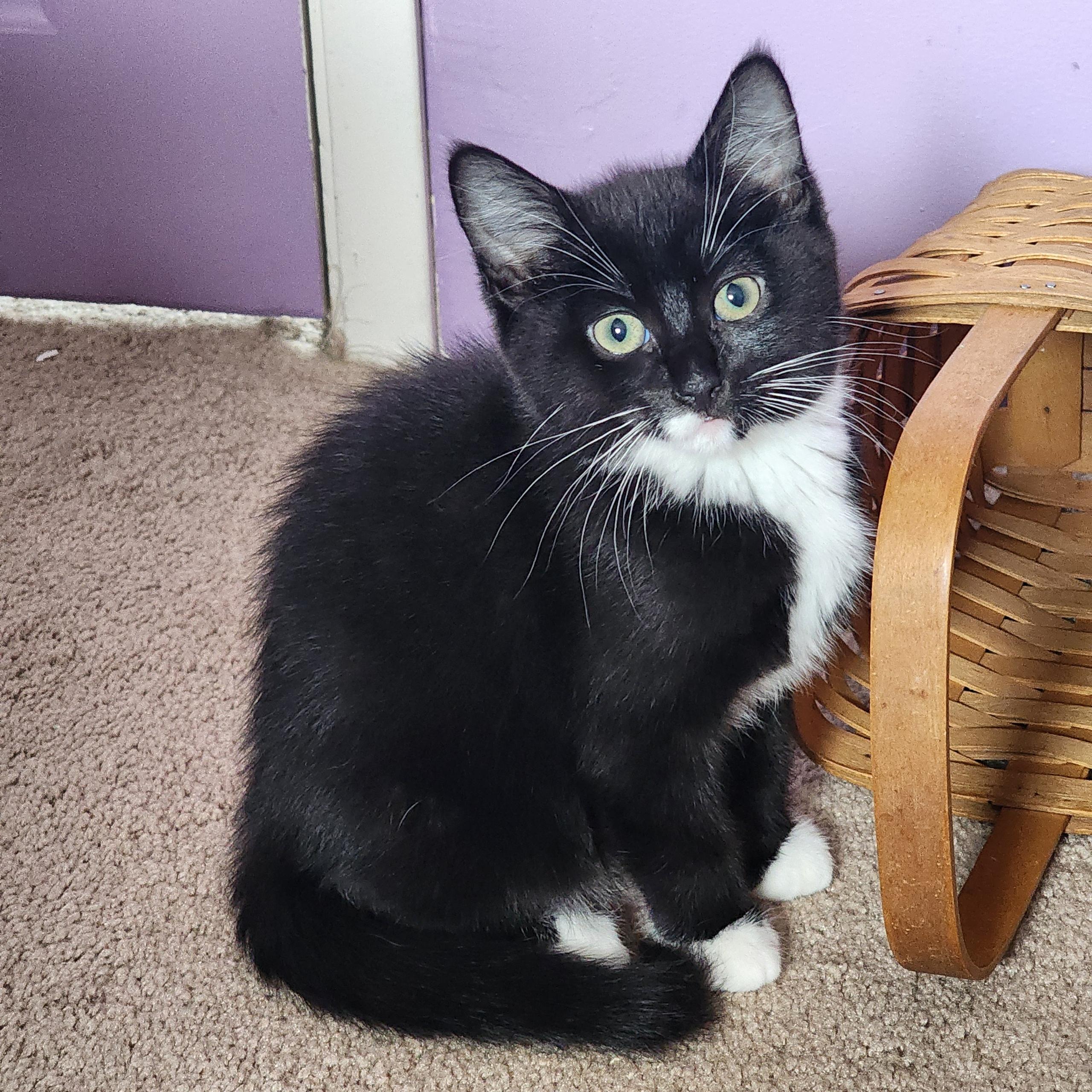 Archie