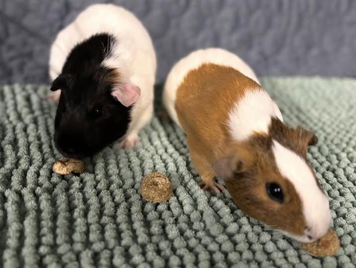 Ivy & Sweet Pea, Adopted, Baby Female Guinea Pig.