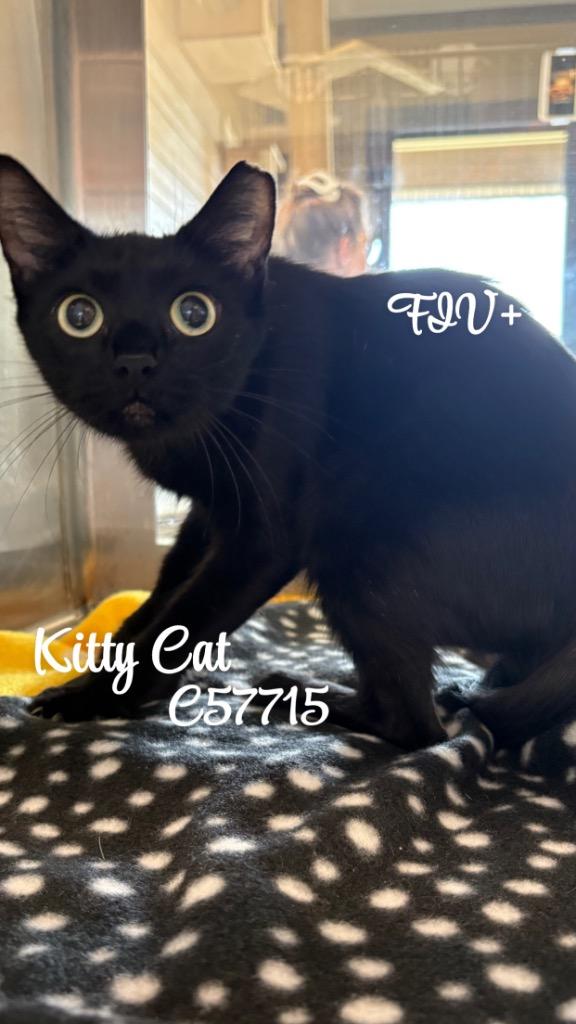 Kitty Cat, Adoptable, Young Female Domestic Short Hair.