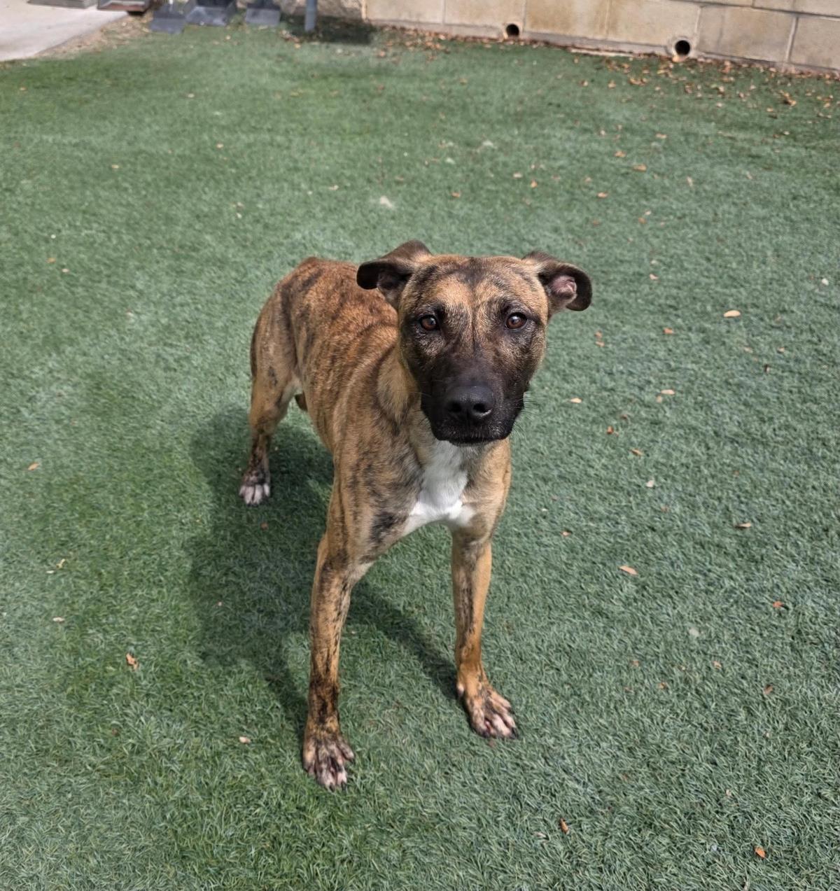 Daisy, Adoptable, Adult Female Plott Hound & Dutch Shepherd.