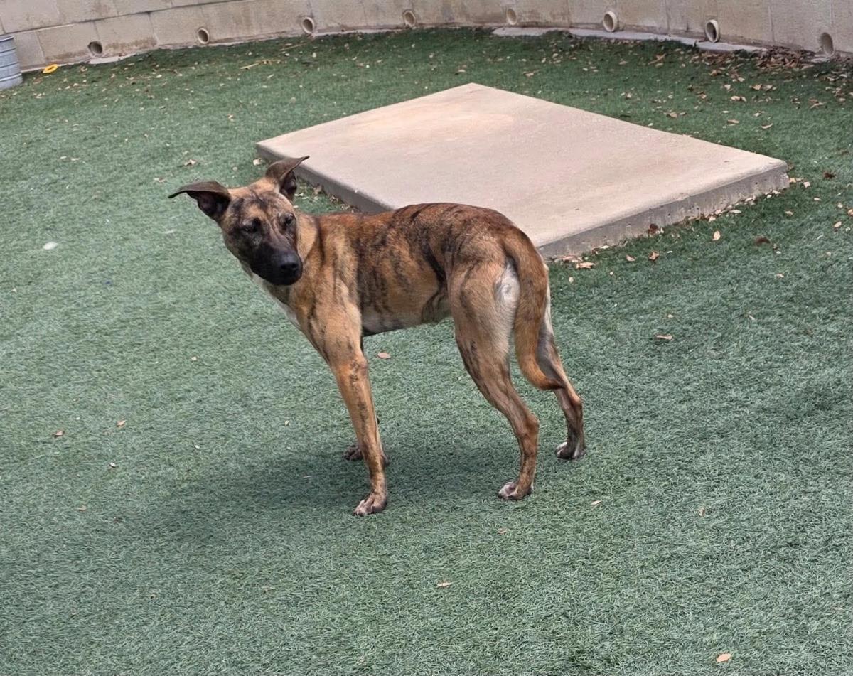 Enlarge Daisy, a Adoptable mixed breed in Rockwall, TX image 2/3