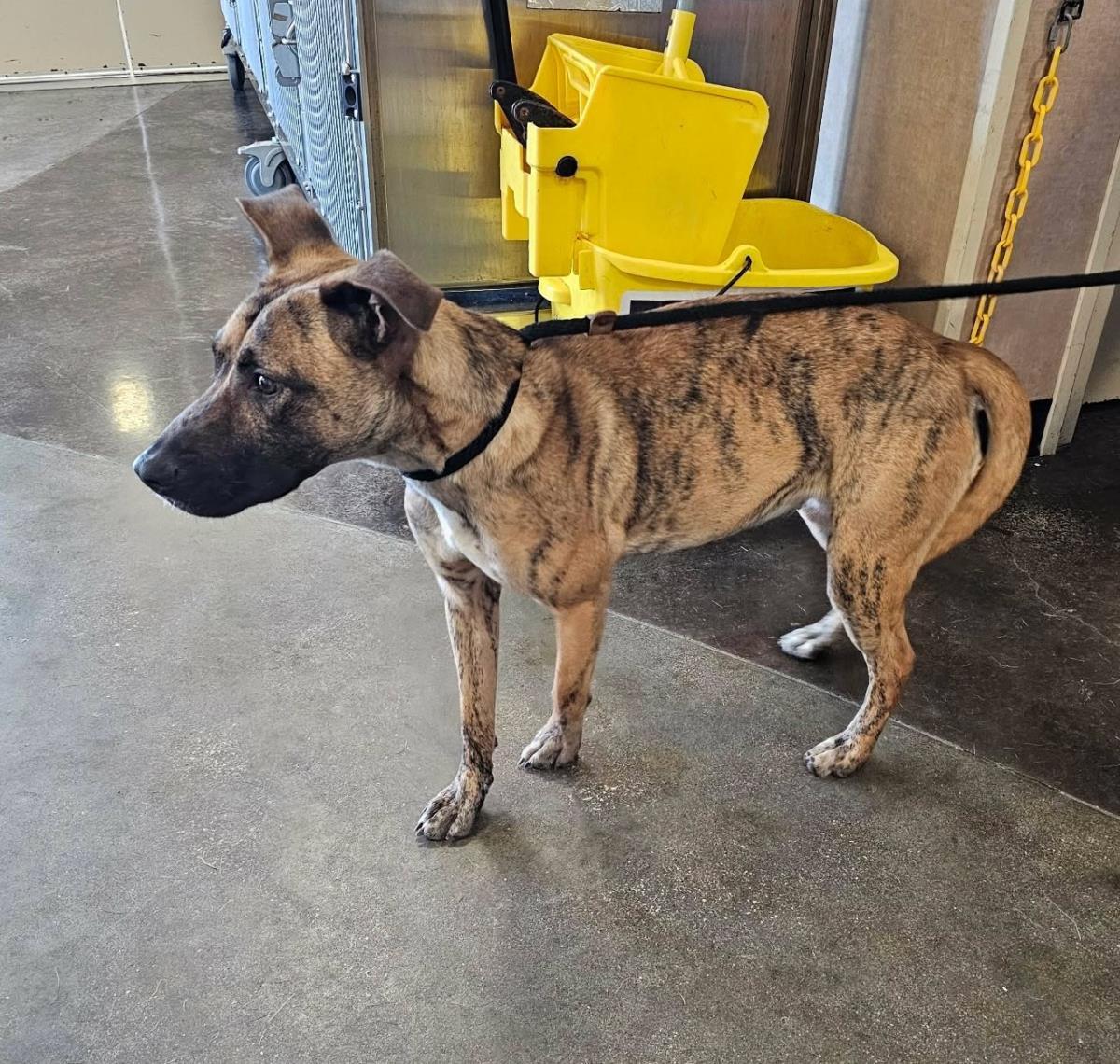 Enlarge Daisy, a Adoptable mixed breed in Rockwall, TX image 3/3