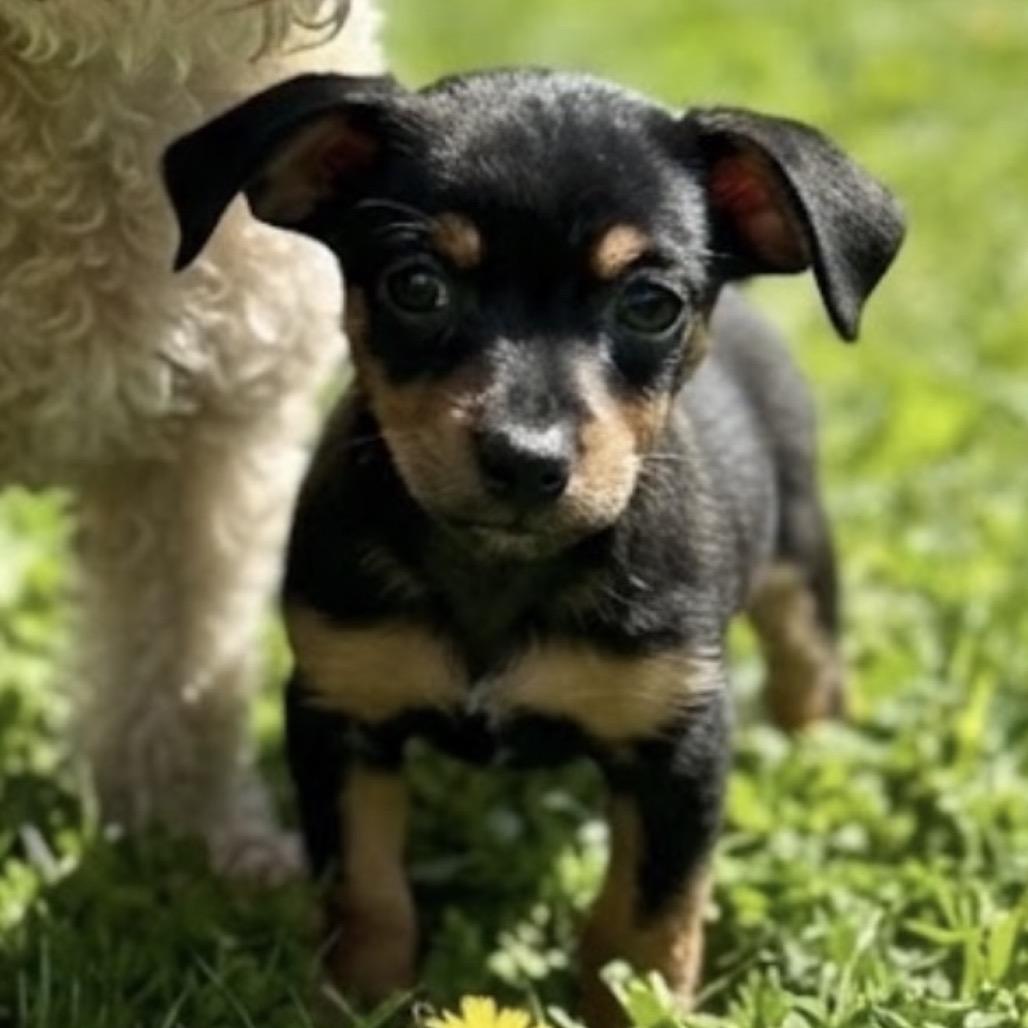 Praline, Adoptable, Puppy Female Poodle (Toy) & Rat Terrier.
