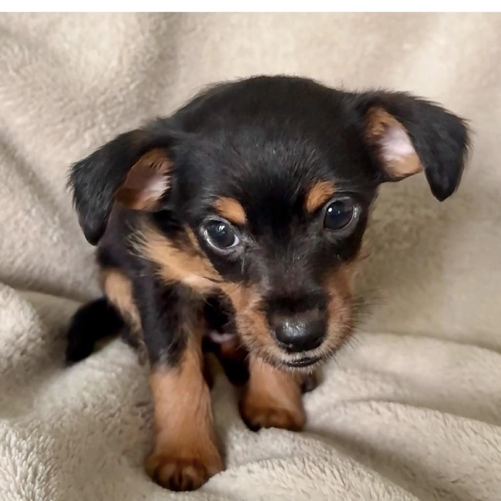 Enlarge Praline, a Adoptable mixed breed in Baton Rouge, LA image 3/3