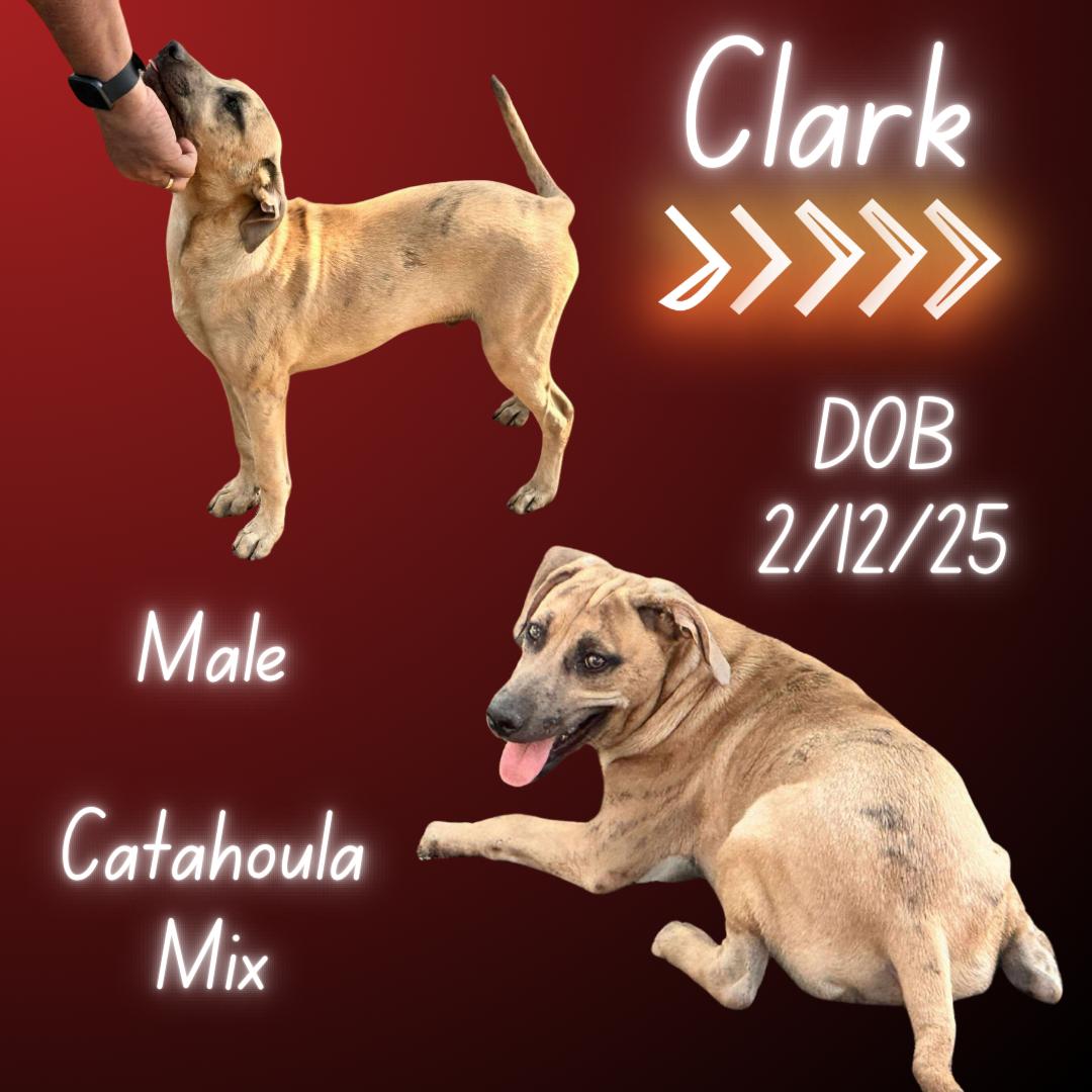 Clark 1