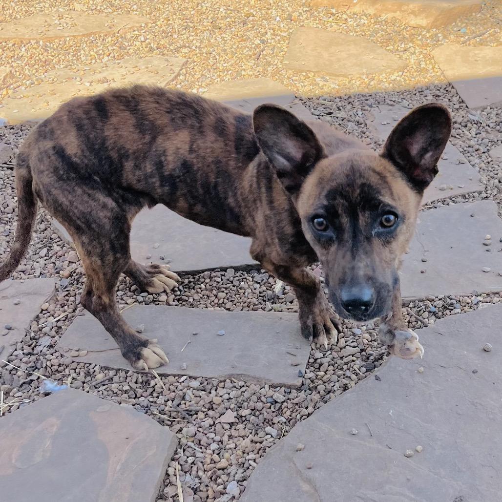 Enlarge Ramon, a Adoptable Mixed Breed in Duncan, OK image 1/6