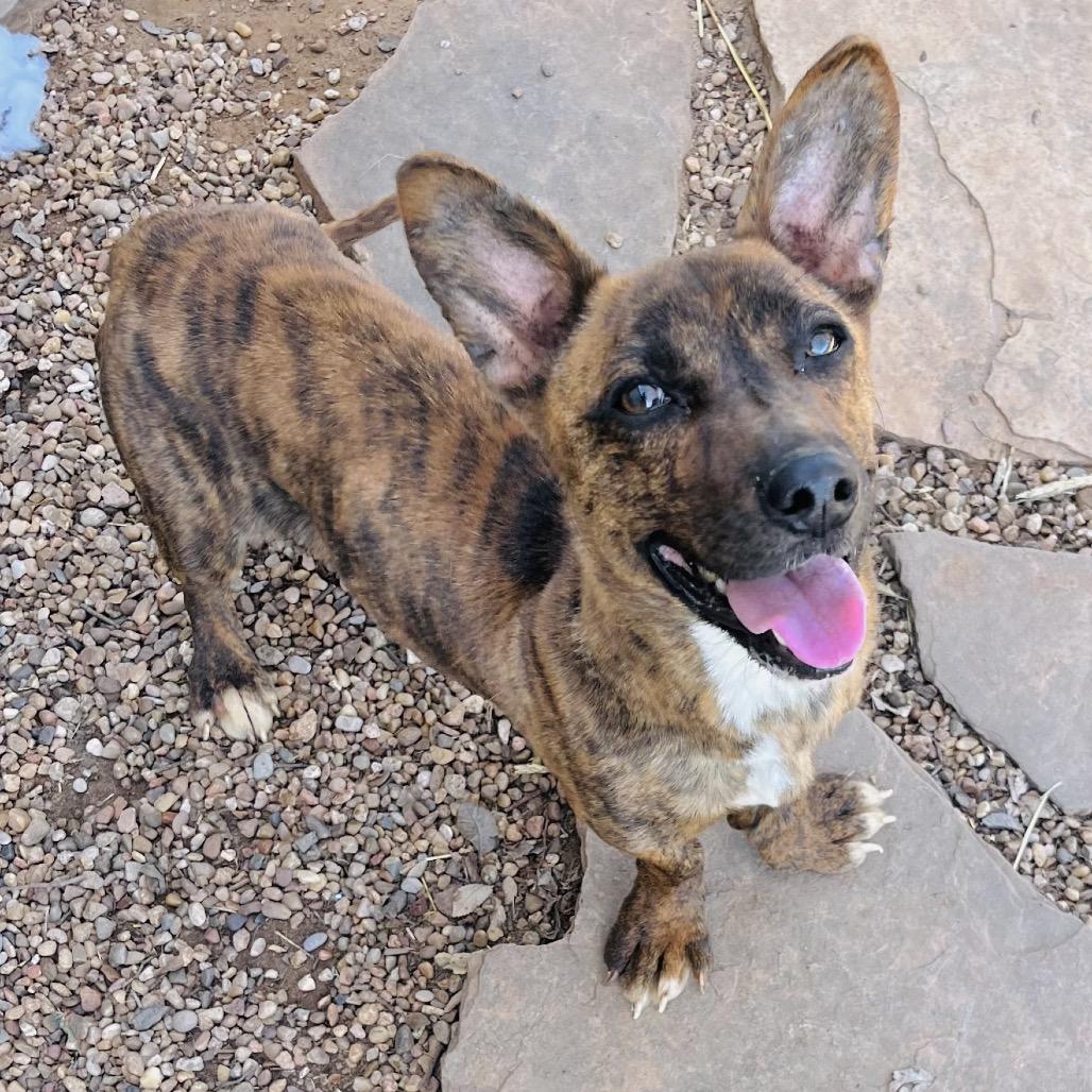 Enlarge Ramon, a Adoptable Mixed Breed in Duncan, OK image 2/6