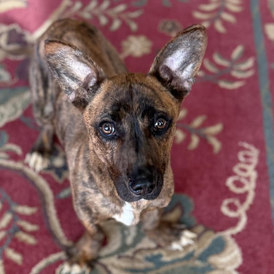 Enlarge Ramon, a Adoptable Mixed Breed in Duncan, OK image 3/6