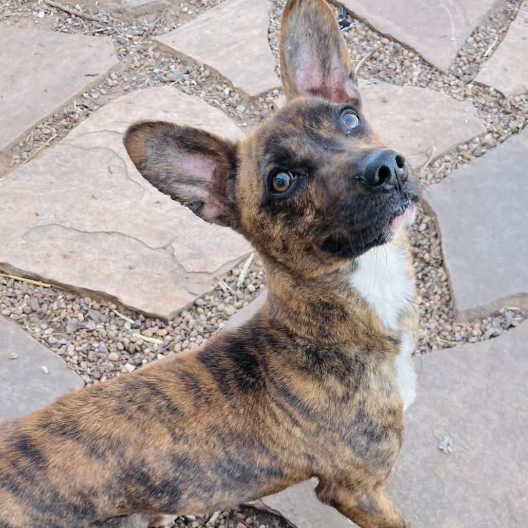 Enlarge Ramon, a Adoptable Mixed Breed in Duncan, OK image 4/6