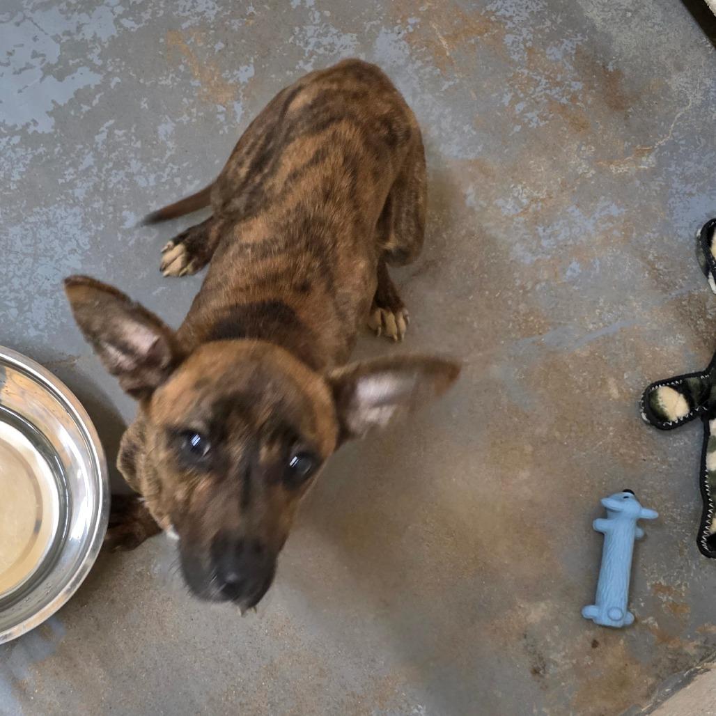 Enlarge Ramon, a Adoptable Mixed Breed in Duncan, OK image 5/6