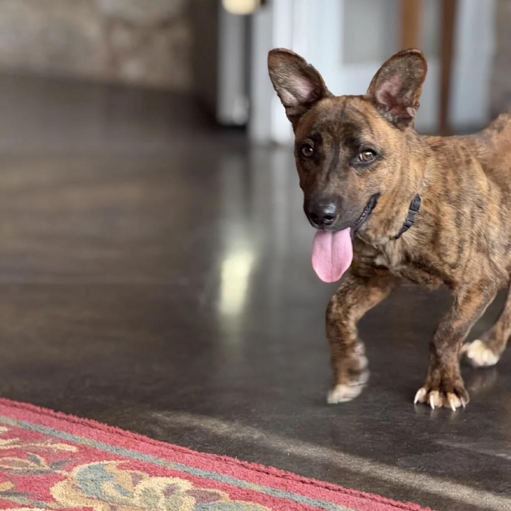 Enlarge Ramon, a Adoptable Mixed Breed in Duncan, OK image 6/6