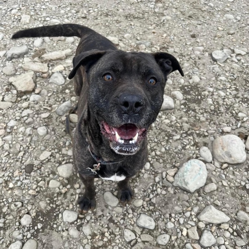 Enlarge Atlas (Foster Needed), a Adoptable mixed breed in Indianapolis, IN image 2/5