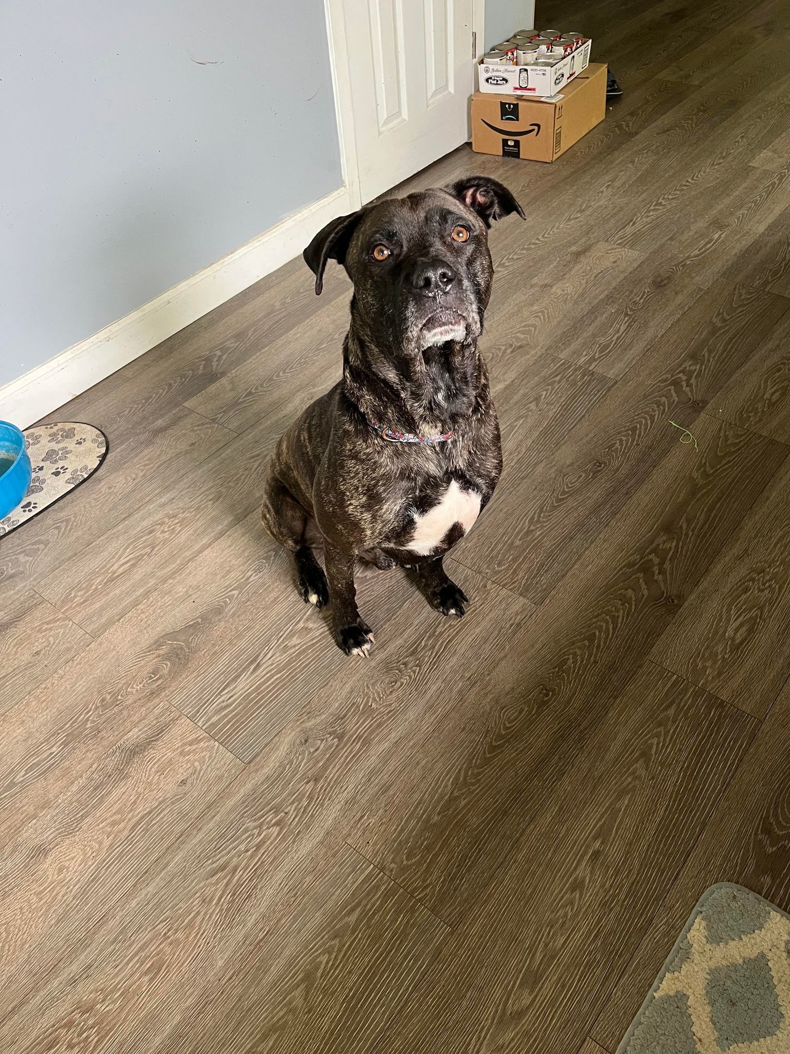 Enlarge Atlas (Foster Needed), a Adoptable mixed breed in Indianapolis, IN image 3/5