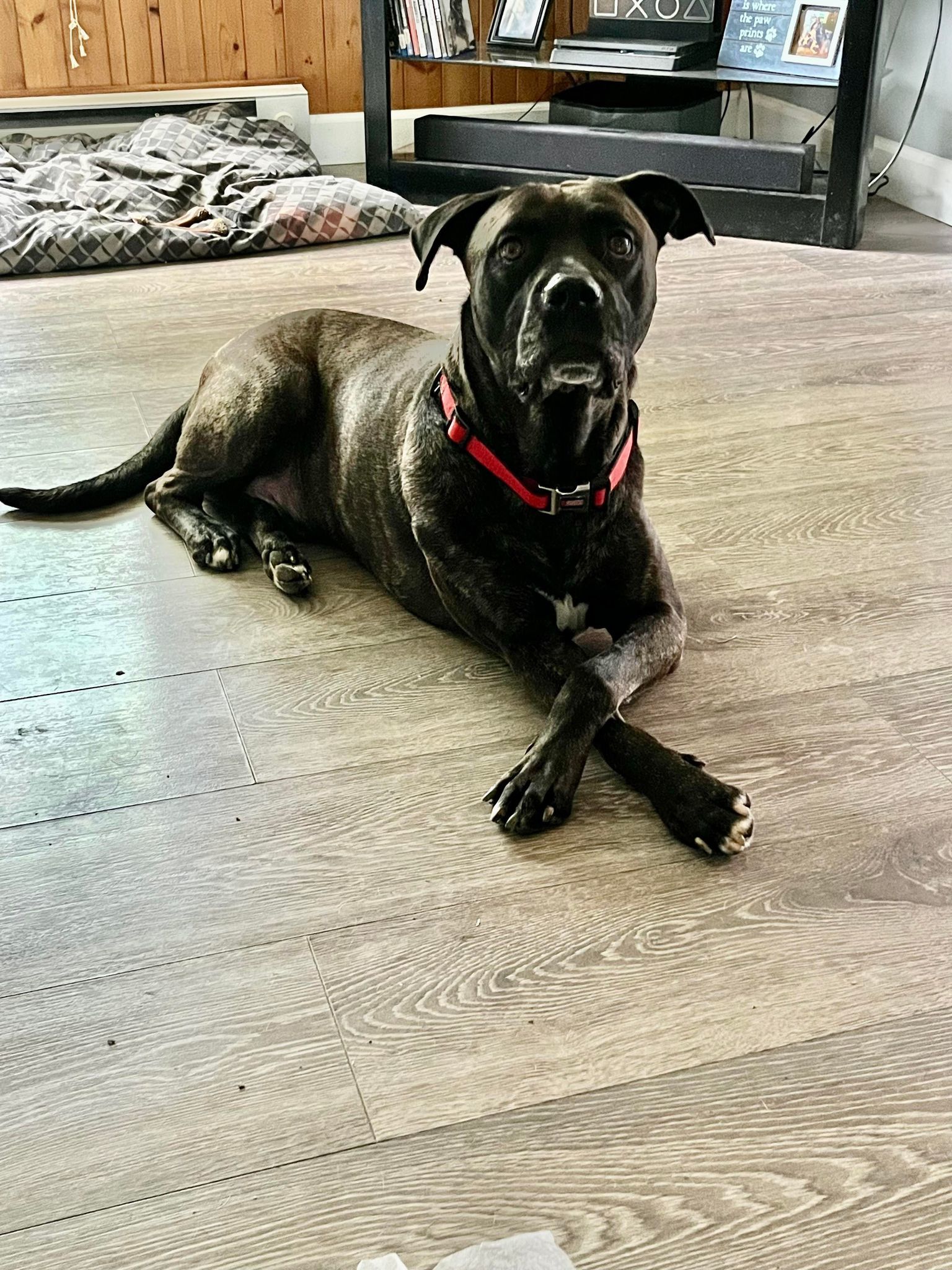 Enlarge Atlas (Foster Needed), a Adoptable mixed breed in Indianapolis, IN image 5/5