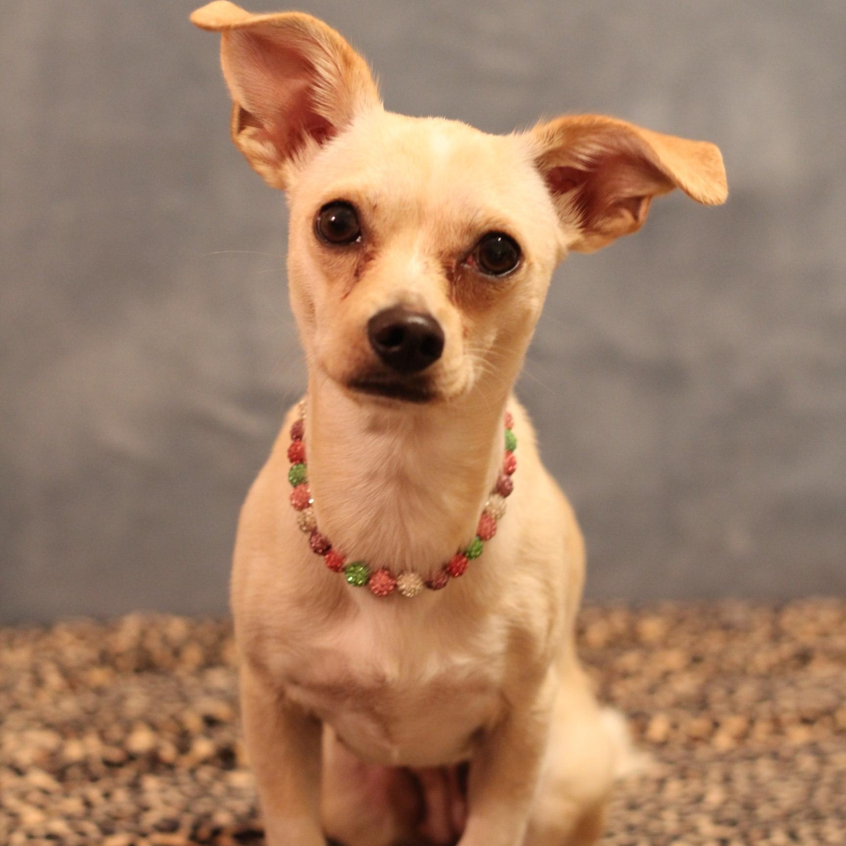 Enlarge Penny, a ADOPTABLE Chiweenie in Yukon, OK image 2/3