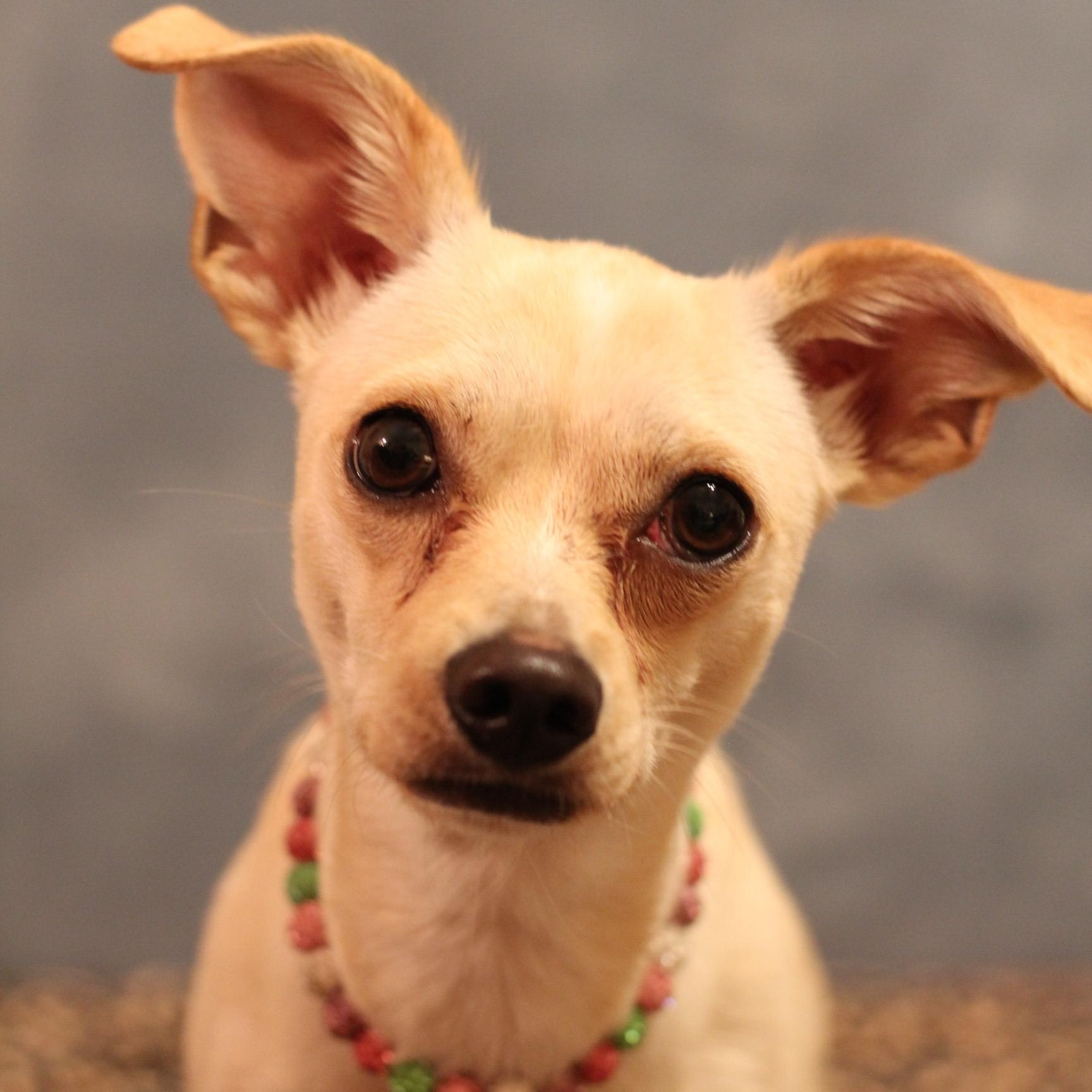 Enlarge Penny, a ADOPTABLE Chiweenie in Yukon, OK image 1/3