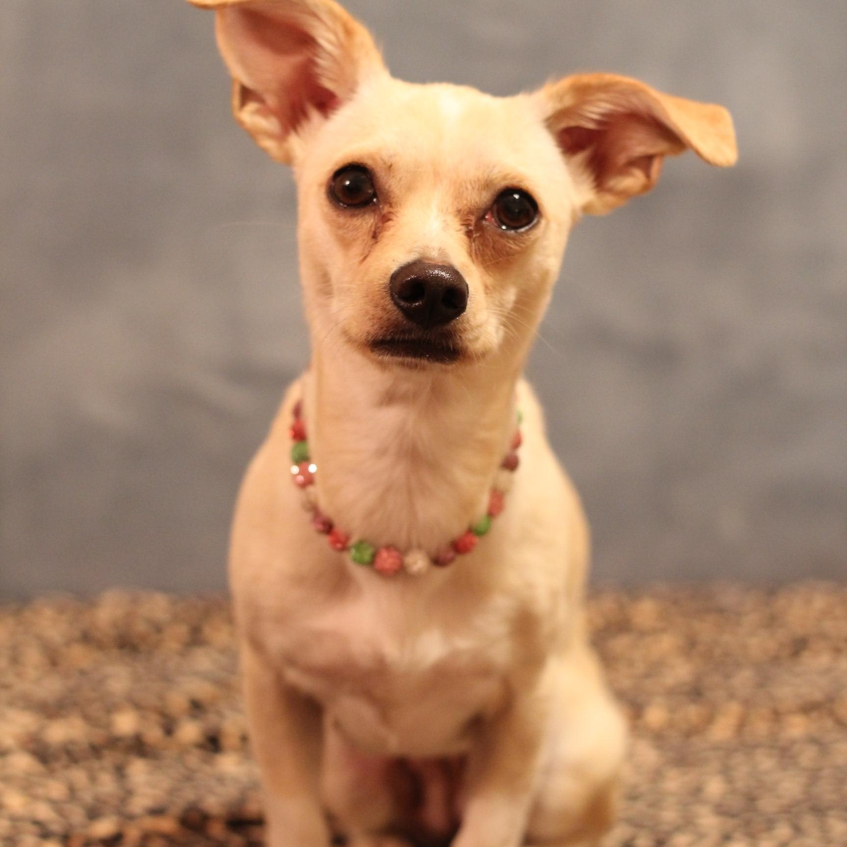 Enlarge Penny, a ADOPTABLE Chiweenie in Yukon, OK image 3/3