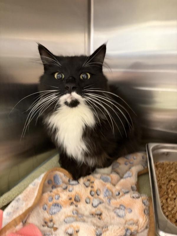Enlarge Lucifer, a Adoptable mixed breed in Great Falls, MT image 1/1