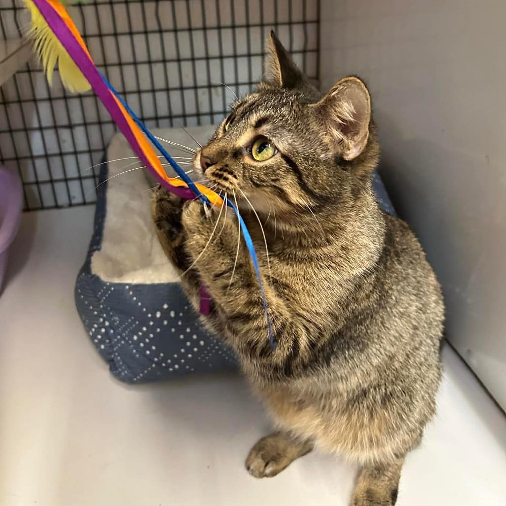 Enlarge Bermuda, a Adoptable Domestic Short Hair in Graham, TX image 1/4