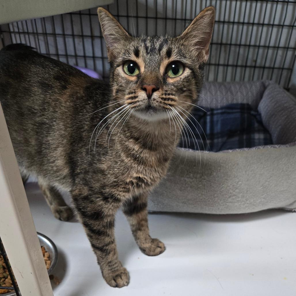 Enlarge Bermuda, a Adoptable Domestic Short Hair in Graham, TX image 2/4