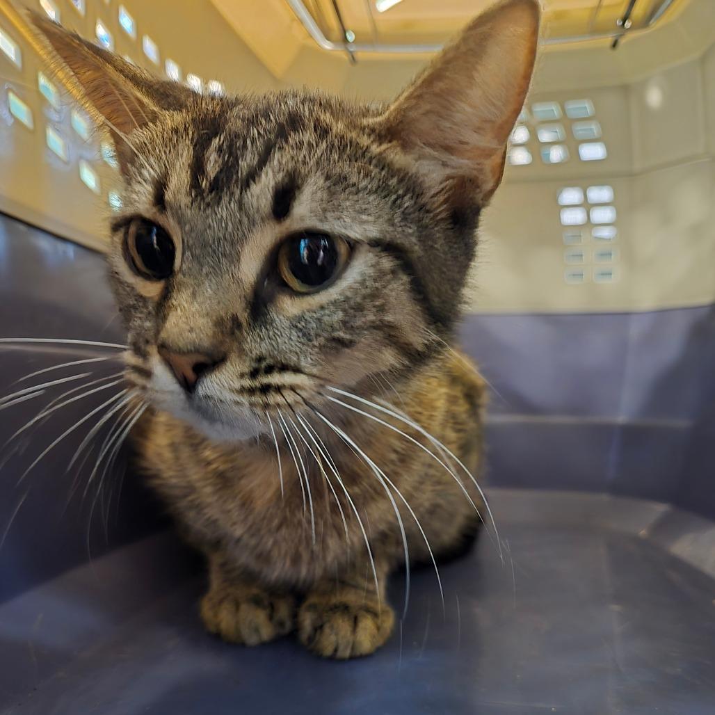 Enlarge Bermuda, a Adoptable Domestic Short Hair in Graham, TX image 4/4