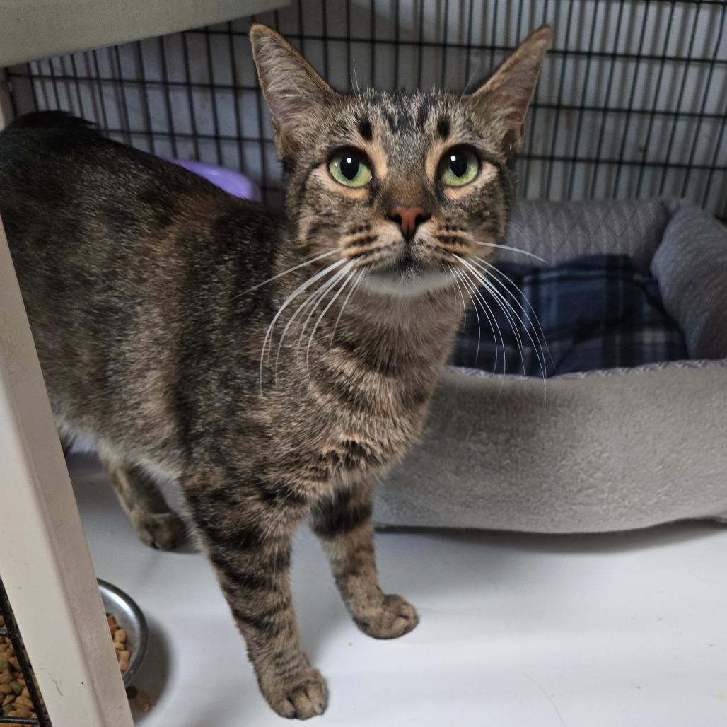 Enlarge Bermuda, a Adoptable Domestic Short Hair in Graham, TX image 3/4