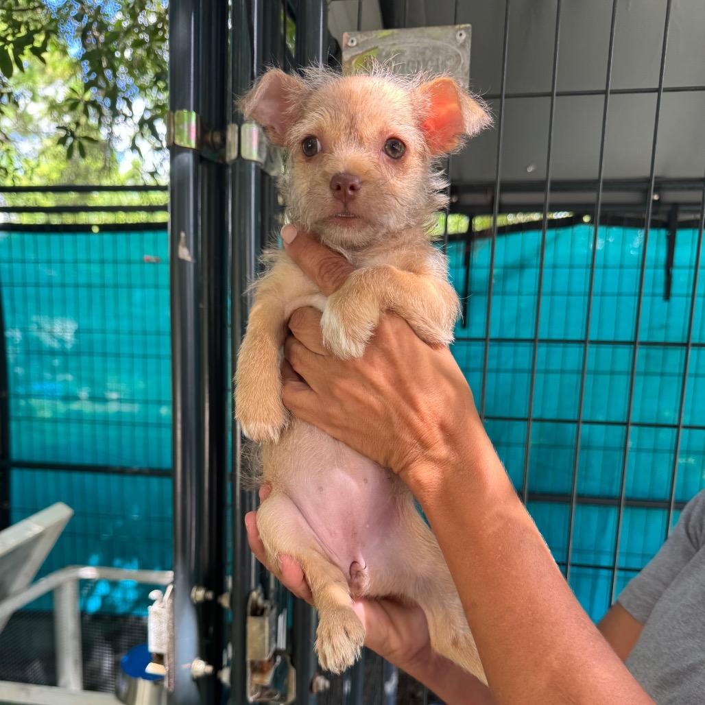 Enlarge Buttercup, a Adoptable mixed breed in North Port, FL image 1/2