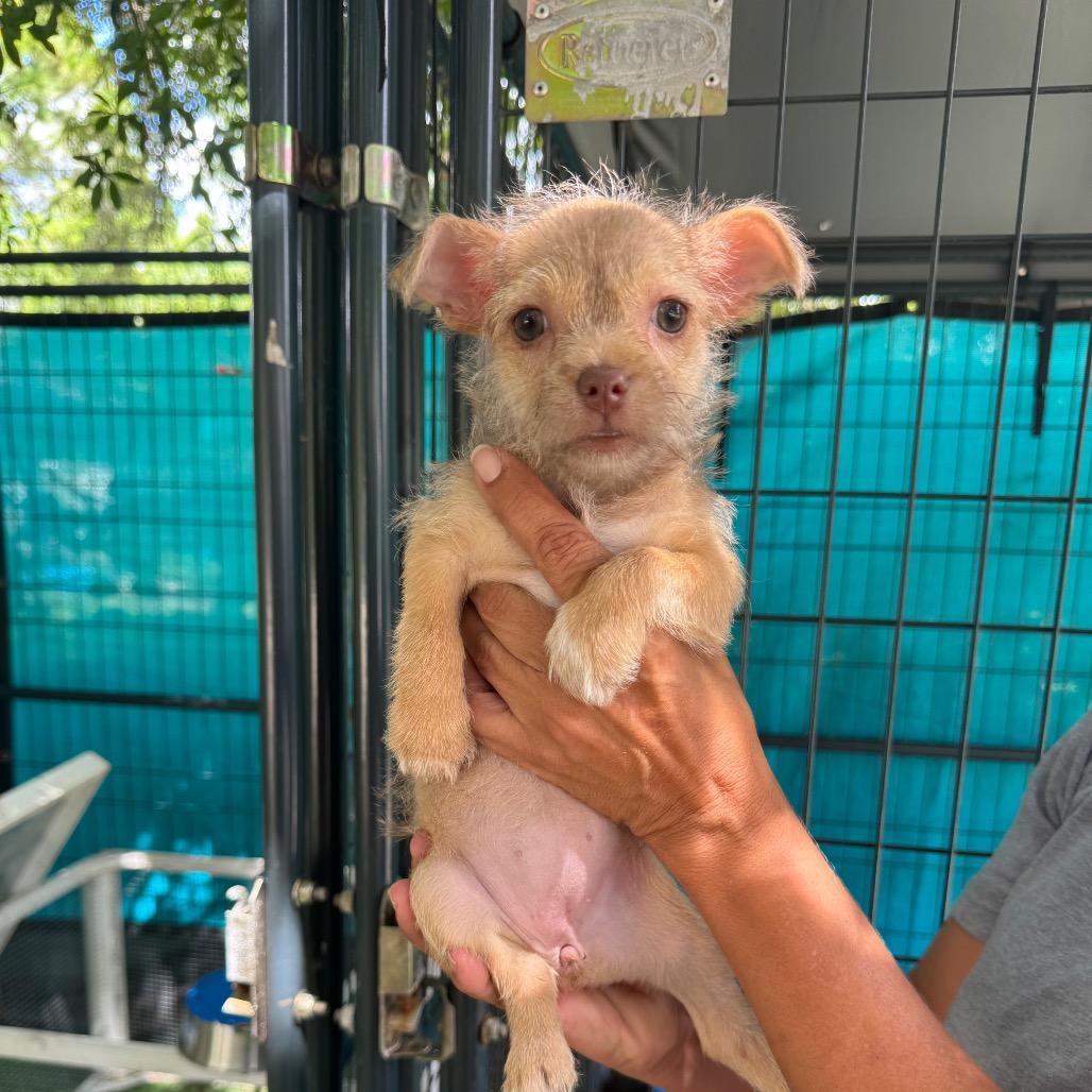 Enlarge Buttercup, a Adoptable mixed breed in North Port, FL image 2/2